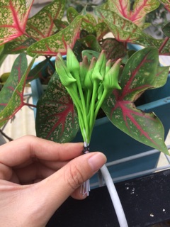 Nụ lan đất sét[ ảnh thật ] bó 15 nụ