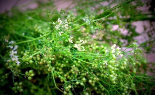 Bột hạt mùi ( bột ngò rí) 20gr