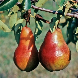 Giống Lê Đỏ Nam Mỹ