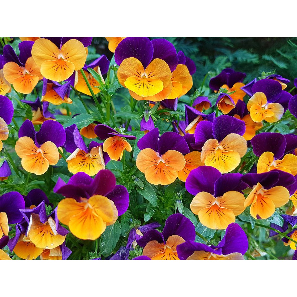 Hạt giống hoa Pansy nữ hoàng các loài hoa - tặng gói hajt ngẫu nhiên