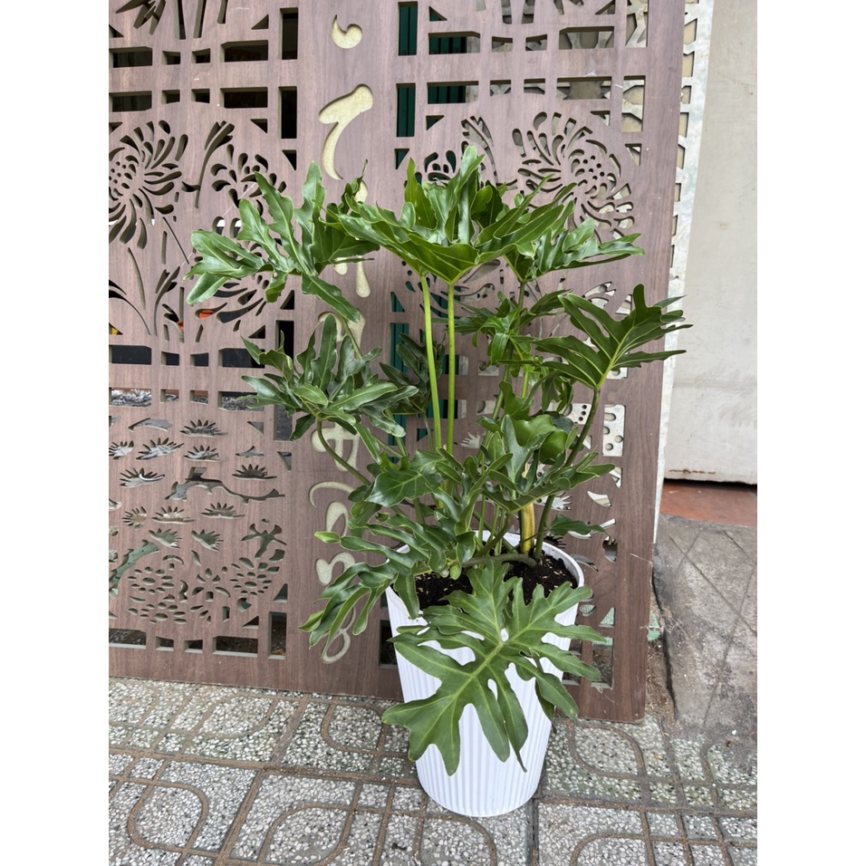 Cây thanh xuân, điểm tô văn phòng, nội thất nhà thêm xinh, dễ chăm sóc