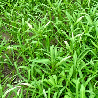 HẠT GIỐNG RAU MUỐNG - 100Gram
