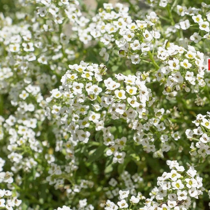 100h Hạt Giống Hoa Ngàn Sao luckyseed hạt siêu rẻ