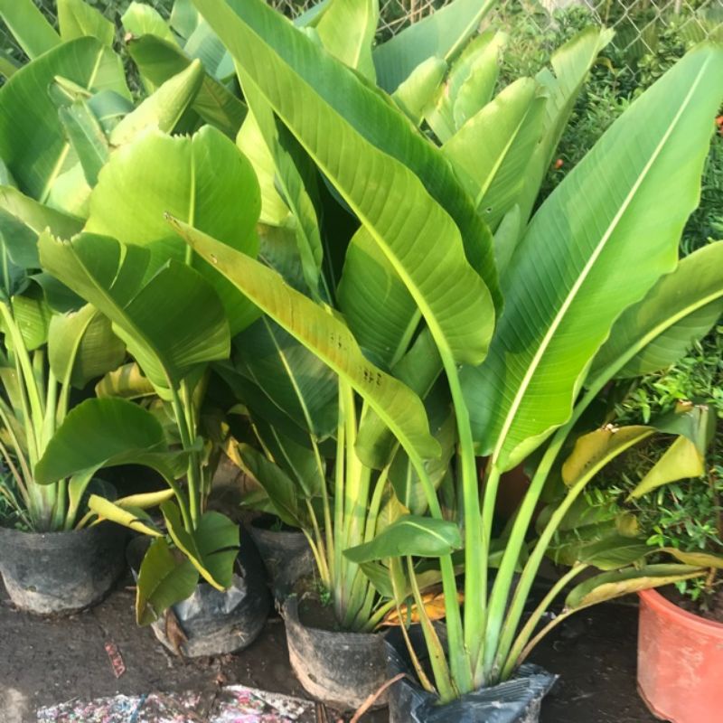 Cây Chuối rẻ quạt cao 1 mét