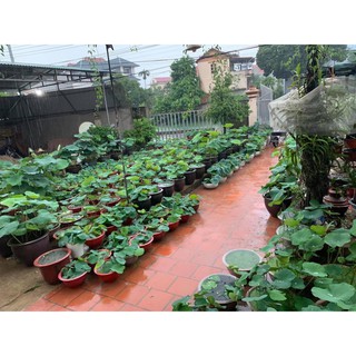 5 Củ Sen Giống (Hoa sen)
