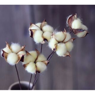 Hoa bông gòn- hoa cotton thật