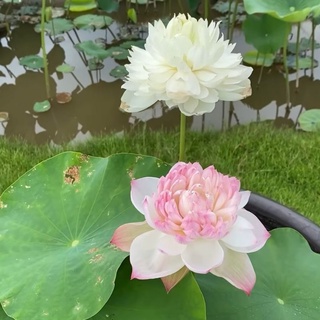 HOA SEN THÁI: SUPER LOTUS