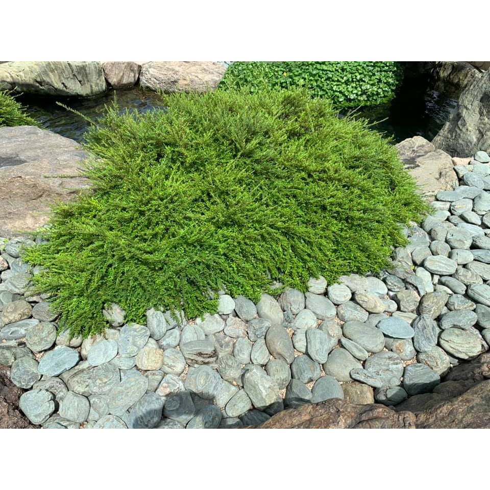 Cây sơn liễu thái Siêu khoẻ