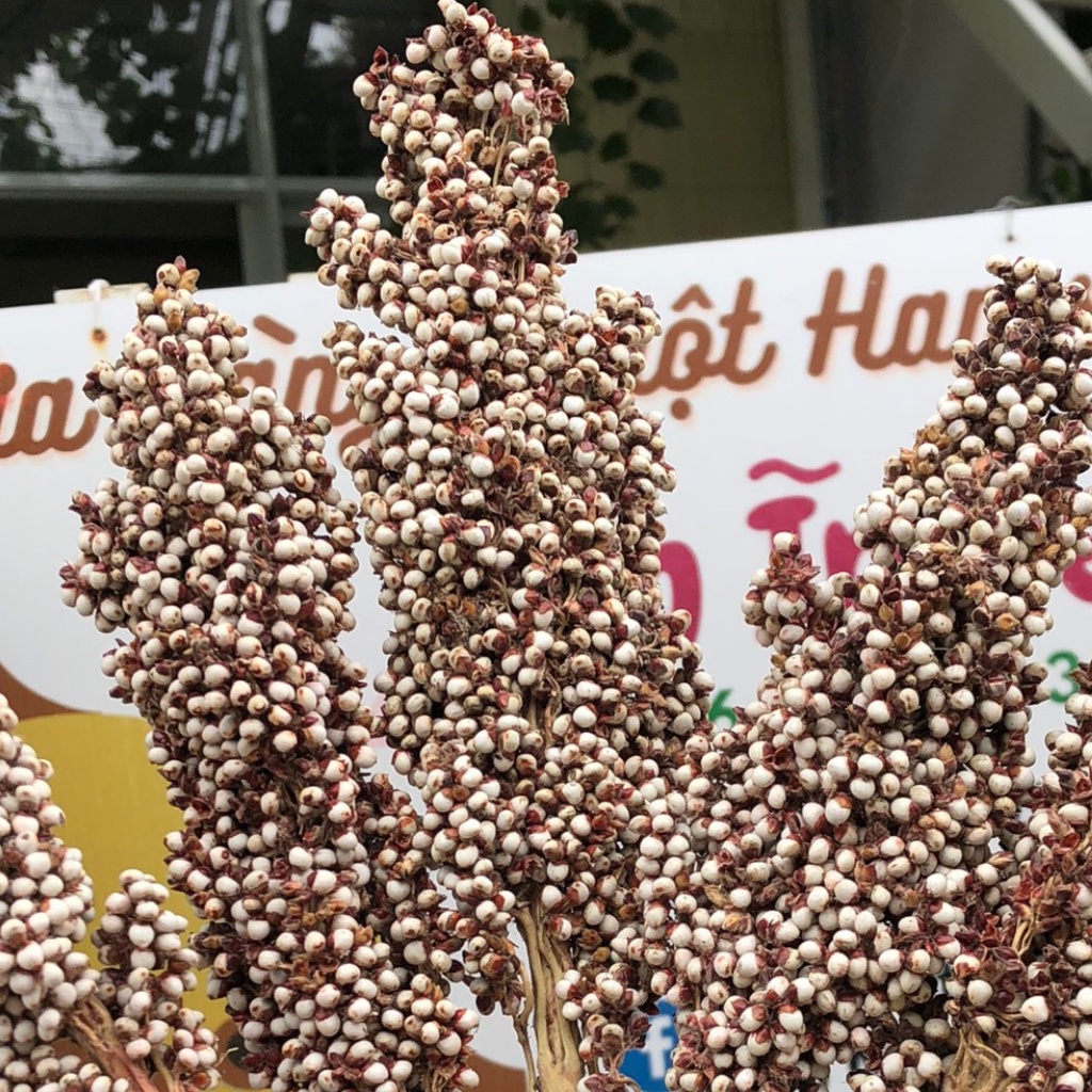 Đồ ăn hamster, bo bo nguyên cành trang trí chuồng