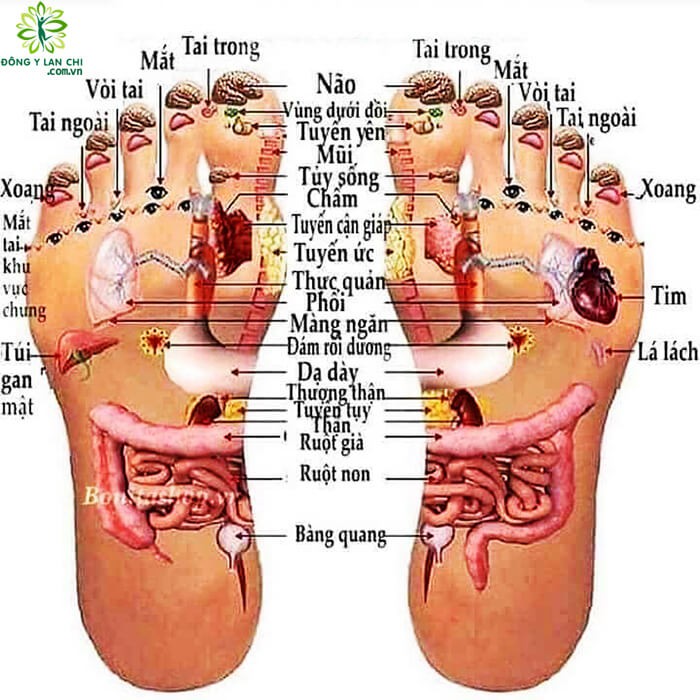 Bột xông, ngâm chân thảo dược