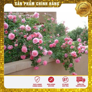 HẠT GIỐNG HOA HỒNG LEO PHÁP NHIỀU MÀU ( gói 15-20 hạt)