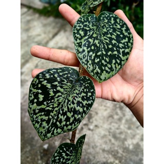 Bạch Đàn Skindapsus Nguyên Bản