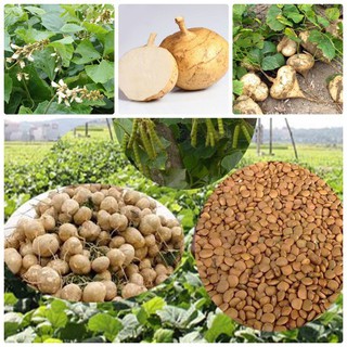 Hạt giống củ đậu cao sản - 1 gói 30 hạt (TẶNG gói kích thích hỗ trợ hạt nảy mầm)