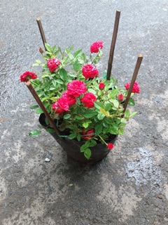 Bụi Hoa Hồng