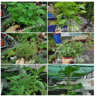 các loại bạc hà: peppermint (bh tiêu), bạc hà nhật, bạc hà pháp ( bh âu)
