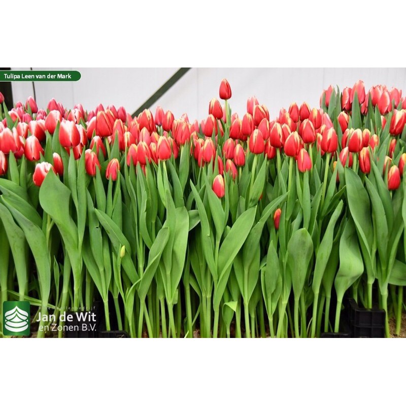 Củ hoa tulip đẹp cho tết