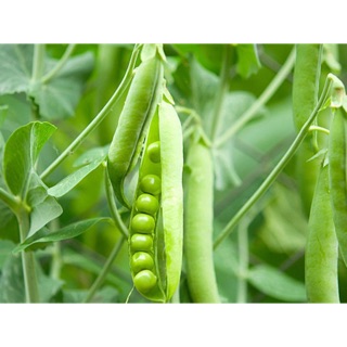 Hạt giống Đậu Hà Lan
