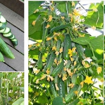 Hạt Giống Dưa Leo Baby SIÊU QUẢ 10 Hạt - tặng kèm 3 viên nén ươm hạt - DC