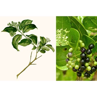 Hạt giống lá cách vọng cách kns118 - 1 gói 20 hạt