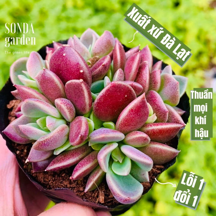 Sen đá mặt trăng SONDA GARDEN size bé 5-8cm, xuất xứ Đà Lạt, khoẻ đẹp, lỗi 1 đổi 1