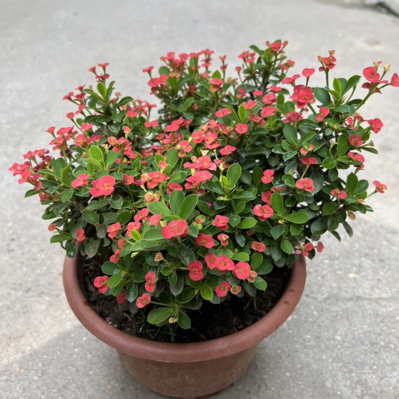 Cây xương rồng bát tiên hoa nhỏ bán kính 20cm, cây hoa nở quanh năm trang trí sân vườn, ban công