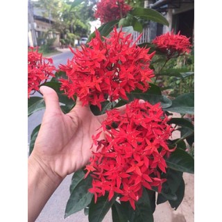 cây mẫu đơn mỹ đỏ 1 thân