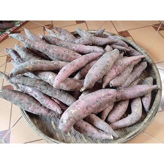 Khoai lang