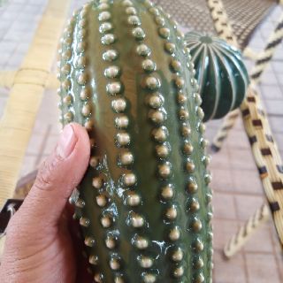 Combo 2 xương rồng sứ