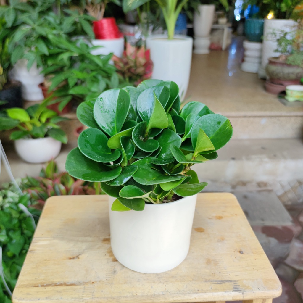 Cây trương sinh để bàn may mắn tăng sức khỏe cây phong thủy nội thất cao 25cm