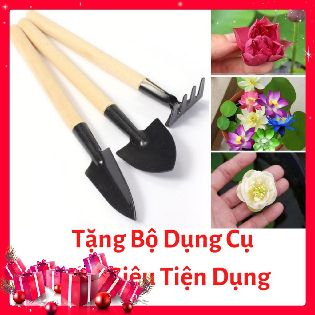 Hạt Giống Hoa Sen Nhật Mini- [ Tặng bộ dụng cụ làm vườn Mini 3 món ]