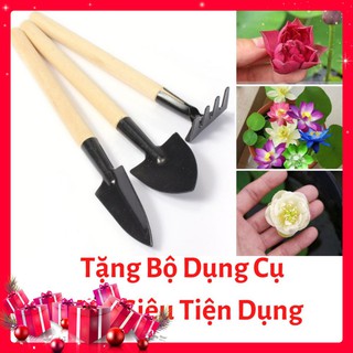 Hạt Giống Hoa Sen Nhật Mini-