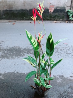 Chuối Mỏ Két Size Lớn