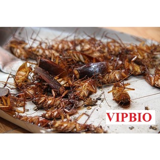 Thuốc diệt kiến sinh học, diệt kiến gián tận gốc VIPBIO, an toàn 100%, chai 10ml