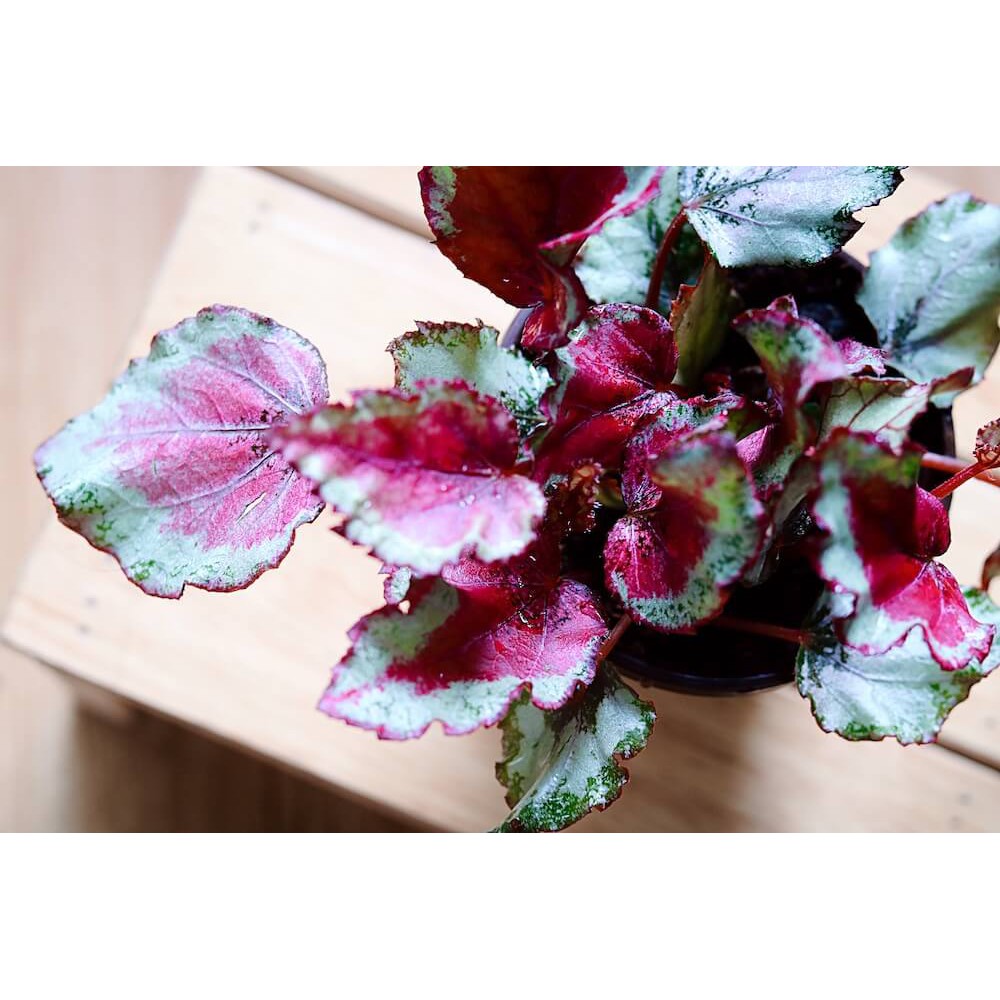 Chậu cây Begonia Celia - Thu Hải Đường Celia