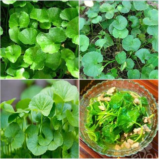 Hạt Giống Rau Má F1 - Tỷ Lệ Nảy Mầm, Năng Suất Cao ( 2gr = 3500 hạt )