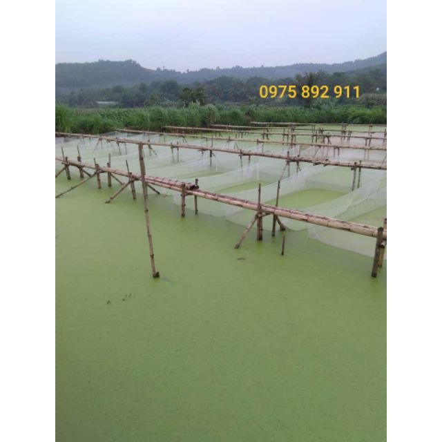 Tráng nuôi ốc nhồi loại 10m2 - giá xưởng Mai Dung sản phẩm tốt 121