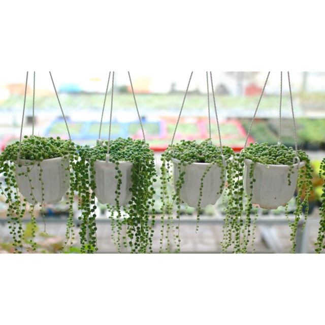 Sen giọt nước treo (chậu nhựa)