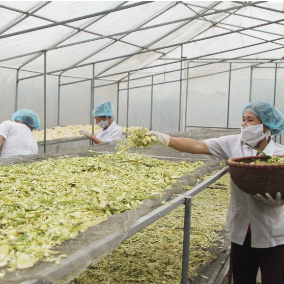 Trà Cao Hà Thủ Ô Mộc Can cải thiện bạc tóc rụng tóc hộp 25 túi lọc