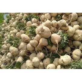 ( Gói 20 hạt )Hạt giống củ đậu siêu trái dễ trồng kháng bệnh tốt năng suất cao-Tổng kho hạt giống giá rẻ