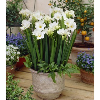 Củ giống hoa lan nam phi hoa màu trắng - ( 1 củ kèm viên nén xơ dừa ươm củ ) - STHG2
