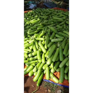 10 HẠT GIỐNG BẦU SAO