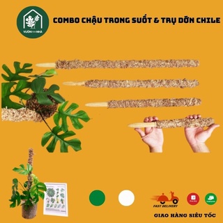 Chậu trong suốt kèm trụ dớn cho cây leo cột kiểng lá