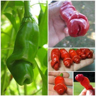 Hạt giống Ớt Cu Tí