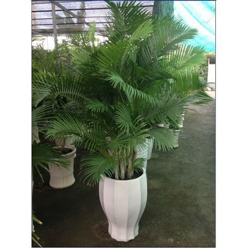 Cây cau lụa vàng