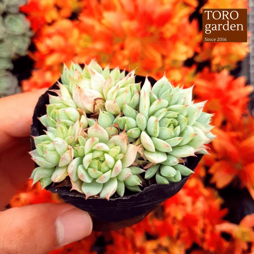 Sen đá dù kim Đà Lạt size bé cây cảnh trang trí nhà cửa Toro garden