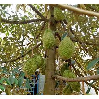 CÂY SẦU RIÊNG thái monthon (chuẩn giống)