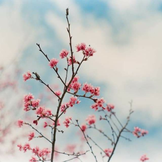 truongvhai