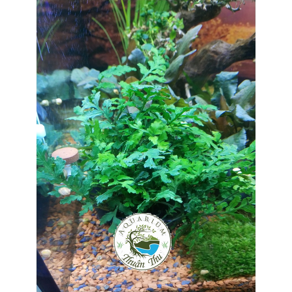 Dương Xỉ Châu Phi_Dương xỉ Châu Phi Mini trang trí bể thủy sinh, biotop, bán cạn