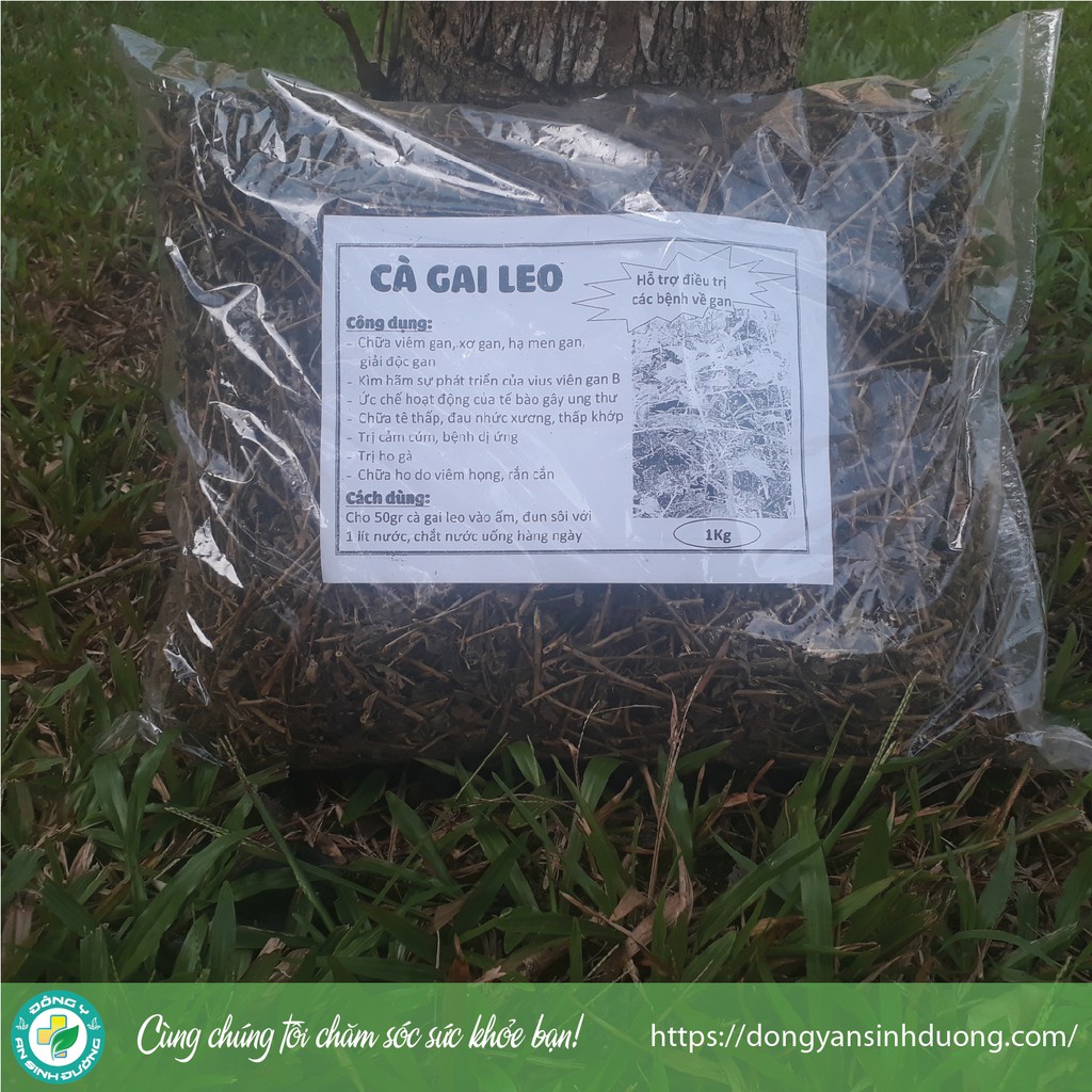 [1kg] Cà gai leo - Hỗ trợ điều trị các bệnh về gan