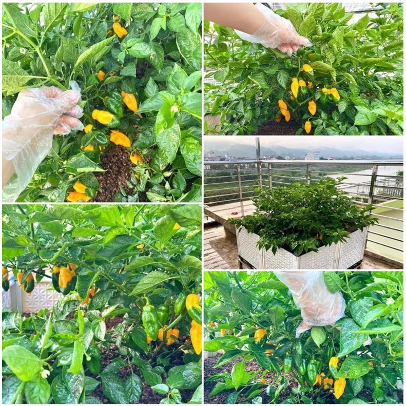 [Hạt giống Mỹ] Combo 4 gói mix màu Hạt Giống Ớt Habanero top cay nhất thế giới nảy mầm 95%